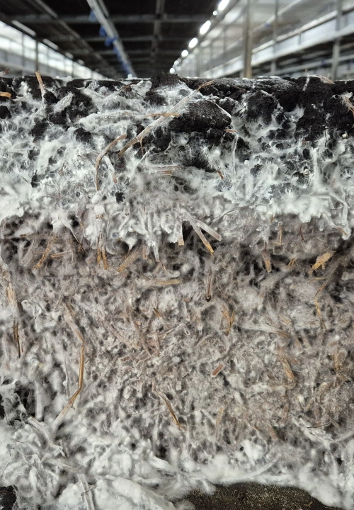<p>De groei van het mycelium</p> 1