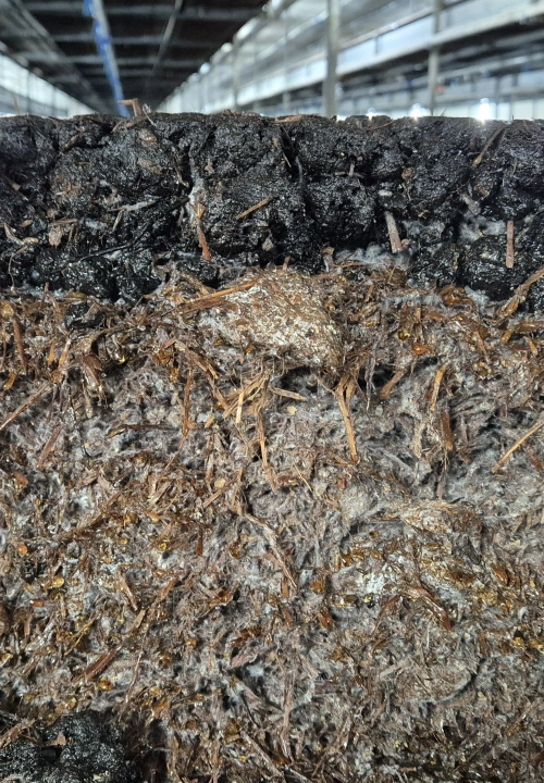 <p>De groei van het mycelium</p> 0