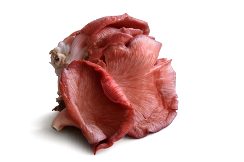 <p>Roze en gele oesterzwammen</p> 1