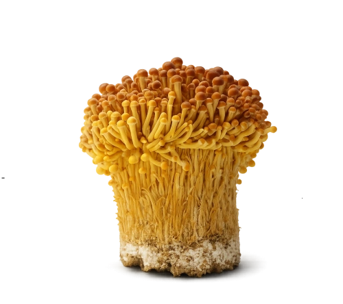 <p>Enoki - Fluweelpootje</p> 1