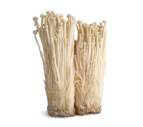 <p>Enoki - Fluweelpootje</p> 0