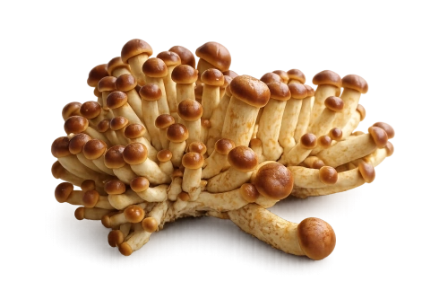 <p>Bundelzwammen</p> 1