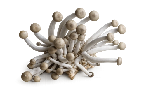 <p>Bundelzwammen</p> 2